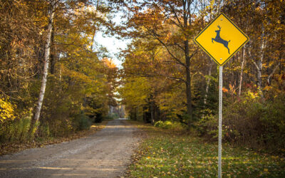What to Do If You Hit a Deer: A Step-by-Step Safety Guide.
