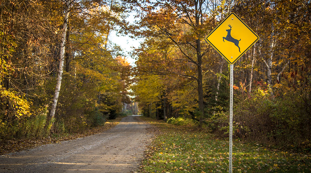 What to Do If You Hit a Deer: A Step-by-Step Safety Guide.